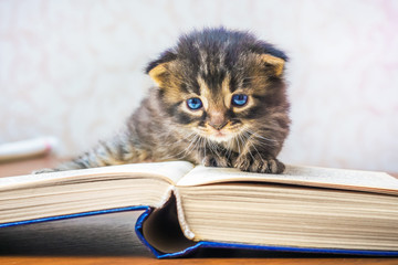 Little kitten with blue eyes near the unfolded book. The learner learns to read. Reading classical...