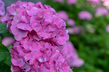 Hydrangea at Hattori Farm in Mobara City, Chiba Prefecture, Japan / Hattori farm is a famous place called a hydrangea mansion