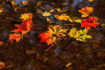 yellow fallen leaves lie on the surface of the puddle in autumn. Selective focus. copy space. october concept.colorful maple leaves.