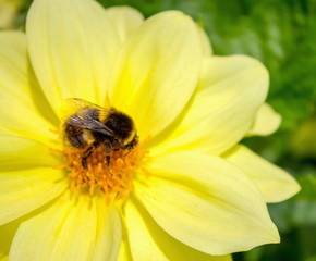 Close up image of a Bumblebee on a yellow dahlia in a garden with copy space