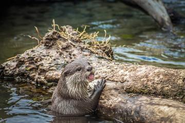 Close up image of an Asian small-clawed otter with copy space.