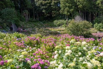 Hydrangea at Hattori Farm in Mobara City, Chiba Prefecture, Japan / Hattori farm is a famous place called a hydrangea mansion