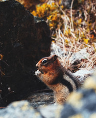 Chipmunk eating nut