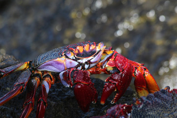 TIERE_4285_rote_Klippenkrabbe
