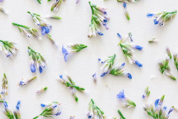Beautiful blue spring flowers on white background. Flat lay