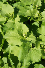 Valeriana alliariifolia green leaves