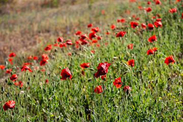 Poppy field. Flowers background