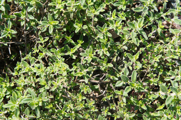 Thyme green plant evergreen herb background