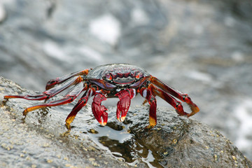 TIERE_4745_rote_Klippenkrabbe