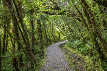 Forest walk near Fox Glacier, South Island, New Zealand