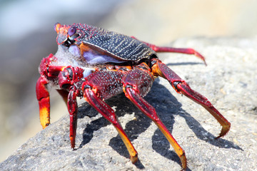 TIERE_4952_rote_Klippenkrabbe