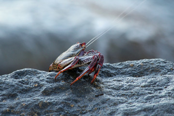 TIERE_5231_rote_Klippenkrabbe