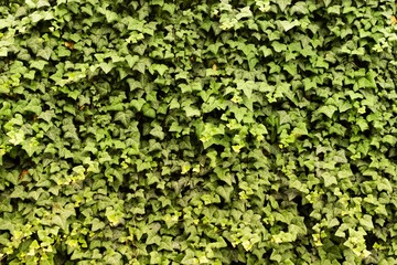 vine leaf wall texture
