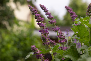 blühender Muskatellersalbei im Sommer