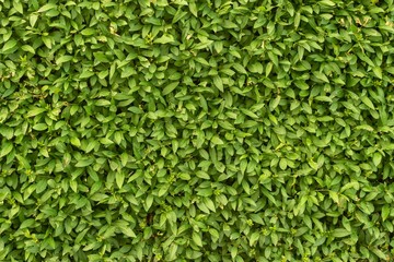 green hedge plant texture