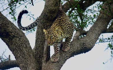 leopard camoflage