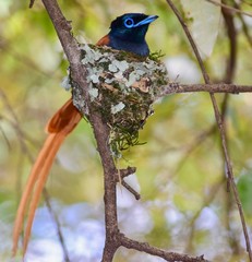 african paradise fly catcher