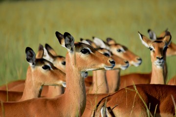 impala herd