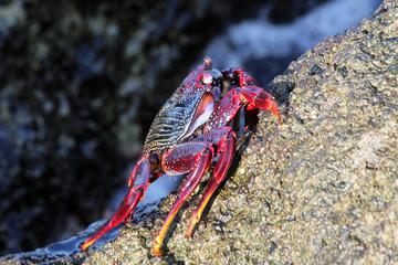 TIERE_5637_rote_Klippenkrabbe