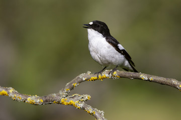 Pied flycatcher. Ficedula hypoleuca