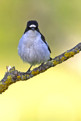 Fototapeta premium Male of Pied flycatcher in mating season. Ficedula hypoleuca