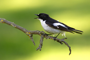Pied flycatcher. Ficedula hypoleuca