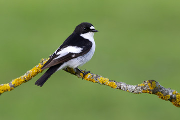 Obraz premium Male of Pied flycatcher in mating season. Ficedula hypoleuca