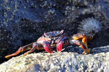 TIERE_5723_rote_Klippenkrabbe