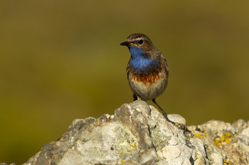Bluethroat. Luscinea svecica