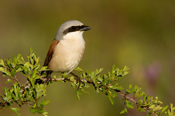 Red-backed shrike. Lanius collurio