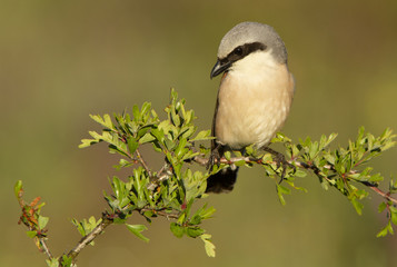 Obraz premium Red-backed shrike. Lanius collurio