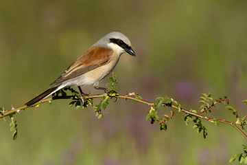 Male of Red-backed shrike. Lanius collurio