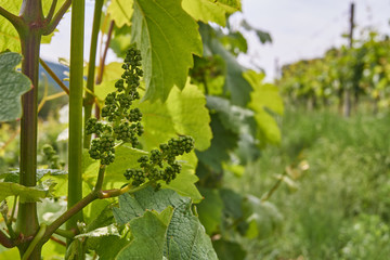 Weintraube vor der Bl&uuml;hte