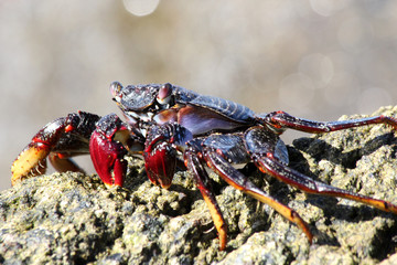 TIERE_5740_rote_Klippenkrabbe