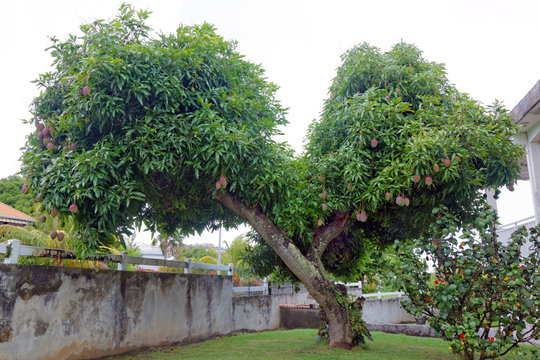 mangue