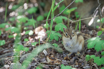 Naklejka na ściany i meble Photography, curious little animal-Chipmunk, lunching in the forest in the summer barbecue meat