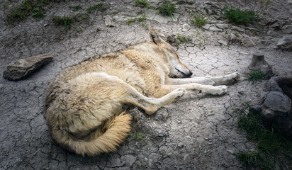 The wolf sleeps on the rocks after a close-up shoot