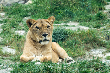 Fototapeta na wymiar Lioness lies on the grass after hunting