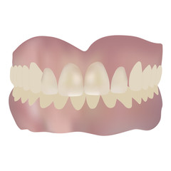 human jaw with teeth. vector drawing illustration
