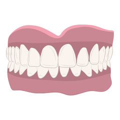 human jaw with teeth. vector drawing illustration