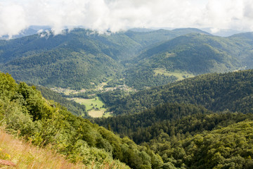 Obraz premium Forest near the Ballon d’Alsace in France