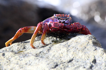 TIERE_5829_rote_Klippenkrabbe
