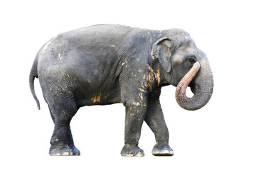 Naklejka premium Asia elephant on isolated white background.with clipping path