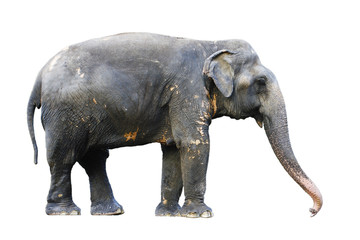 Asia elephant on isolated white background.with clipping path