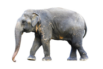Asia elephant on isolated white background.with clipping path