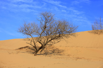 Desert scenery，The trees in the desert