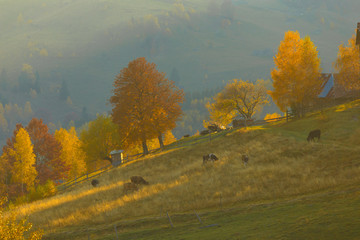 Naklejka na ściany i meble Farm animals on the field during autumn sunset