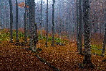 Foggy forest in autumn morning light