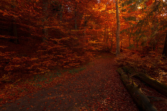Fototapeta Inside fairy tale romantic autumn forest