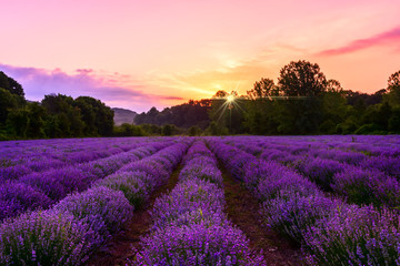 Lavender field. Beautiful lavender blooming scented flowers with dramatic sky.